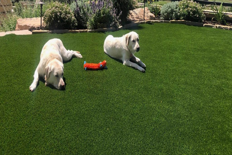 Artificial-grass-pet-turf-for-dogs